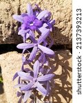 Purple Nazarene Flowers With A...