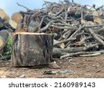 Tree stump with pile of felled tree trunks