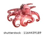 small octopus isolated on white ... | Shutterstock . vector #1164439189