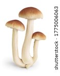 Honey Fungus Mushrooms Isolated ...