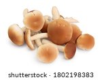 Honey Fungus Mushrooms Isolated ...