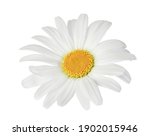 Chamomile Or Daisies Isolated...