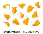petals of fresh marigold or tagetes erecta flower isolated on white background with full depth of field. Top view. Flat lay