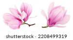 Pink magnolia flower isolated...