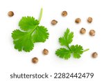Small photo of Dried coriander seeds with fresh green leaf isolated on white background. Top view. Flat lay