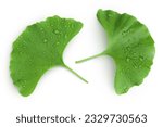 Small photo of Green ginkgo biloba leaves with water drop isolated on white background. Top view. Flat lay