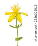 Small photo of saint john's wort or Hypericum flowers isolated on white background