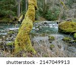 Moss Covered Alder Tree With...