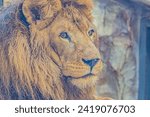Small photo of Lion portrait. Lion Face Portrait, Face of Lion Portrait Picture, Lion Looking Portrait Image