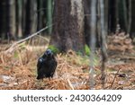 Small photo of Common raven (Corvus corax) on ground in early spring forest. Wet leaf and bracken all around. Common raven portrait.