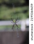 Small photo of insect. Close-up of Argiope spid