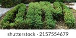 Small photo of The Juniperus horizontalis plant is decorated in a beautiful shape of the letter NIM