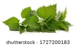 Bush Green Nettle Isolated On A ...