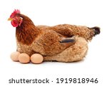 Brown chicken with eggs isolated on a white background.