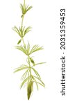 Small photo of One rigid hornwort isolated on a white background.