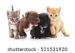 Kittens And Puppies Isolated On ...