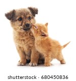 Puppy and kitten isolated on...