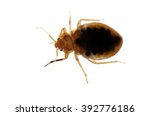 Small photo of Bed bug Cimex lectularius isolated on white.
