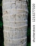 Small photo of Coconut tree tunk