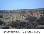Wild Guanacos In Southern...