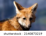 Small photo of Animal photography photos about foxes
