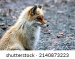 Small photo of Animal photography photos about foxes