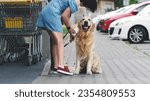 Small photo of Golden retriever dog waiting owner at street near supermarket. Girl taking out leash from purebreed pet doggy outdoors