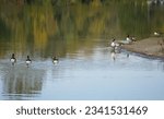 Small photo of Lots of Canada geese on a specular reflective green lake