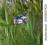 Small photo of Wood ducks swimming in pond at Red Bug Slough Preserve in Sarasota, Florida.