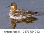 Small photo of Red-necked phalarope, northern phalarope, hyperborean phalarope - Phalaropus lobatus, swimming in calm water