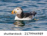 Cute atlantic puffin - Fratercula arctica - swimming in blue water of Barents Sea. Photo from Hornoya Island in Norway.
