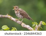 Singing song thrush - Turdus philomelos perched at green background. Photo from Ognyanovo in Dobruja, Bulgaria.