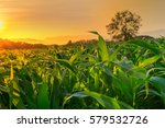 Young Green Corn Field In...