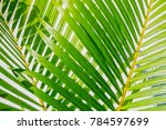 Image of Fresh green cane palm frond | Freebie.Photography