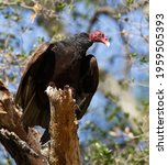 Turkey Vulture Perched On An...