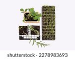 Plants to sow in the vegetable garden in March. Strawberries, artichokes, onions. Agriculture, vegetables, lifestyle, ecological. Plants isolated, top view, on white or transparent background.