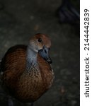 A West Indian Whistling Duck...