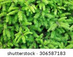 Branches Of Conifer Background