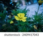 Small photo of Flower wallpaper anda background in the garden. Yellow nature flower.