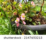 Begonia Semperflorens Group Of...