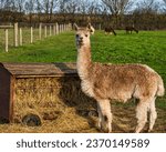 Llama at a farm   photograph of ...