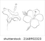 Hibiscus Flower Vector Line Art ...