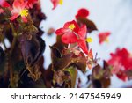 Red Begonia Flowers Yellow...