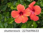 Two Red Hibiscus Flowers On Its ...