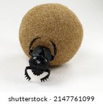 Small photo of The sacred scarab beetle rolls the ball. Coleoptera. Scarabaeus. Scarabaeidae.