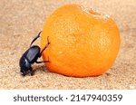 Small photo of Sacred scarab beetle Scarabaeus roll orange