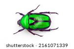 Green beetle isolated on white. ...