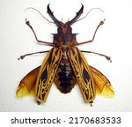 Small photo of Beetle isolated on white. Giant longhorn beetle Macrodontia cervicornis with spread wings and huge scary jaws mandibles from Peru macro. Collection beetles, cerambycidae, coleoptera, insect. Entomolog