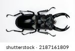 Beetle isolated on white. giant ...