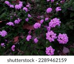 Small photo of Lantana Montevidensis, Trailing Lantana, Purple Lantana, Trailing shrub with opposite oval leaves and Purple blue flowers in small flat topped clusters, with large ovate bracks.